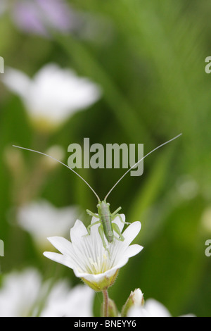 Eine gesprenkelte Bush-Cricket-Nymphe (Leptophyes Punctatissima) Stockfoto