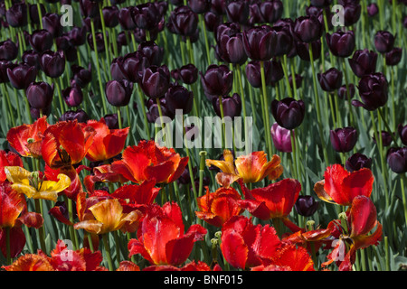 Queen of Night Tulpe Festival in Holland Michigan MI USA US-Blumen von oben oben Ansicht Stillleben Rahmen Hintergrund niemand horizontal Hi-res Stockfoto