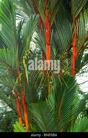Rote Stängel und Blätter der roten Siegelwachs Palms (Cyrtostachys Renda), Sabah, Malaysia Stockfoto