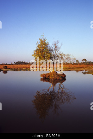 Gruppe von Birken auf einer winzigen Insel im Teich, New Forest in der Nähe von Linwood, Hampshire, UK Stockfoto