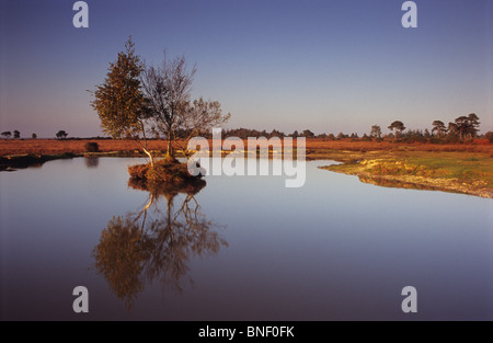 Gruppe von Birken auf einer winzigen Insel im Teich, New Forest in der Nähe von Linwood, Hampshire, UK Stockfoto