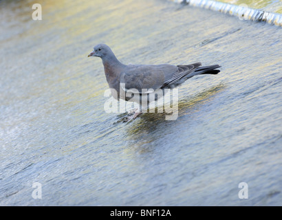 Taube in einem Brunnen, Kew Gardens, Surrey, Großbritannien Stockfoto