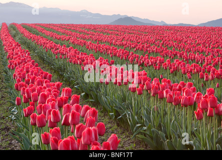 Reihen von roten Tulpen In einem Feld Stockfoto
