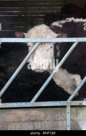 Ein schwarzen und weißer Stier mit einem Ring durch die Nase schaut hinter einem Zaun auf einer Farm in Cornwall. Stockfoto