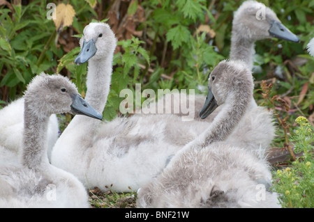 Eine Gruppe von Schwan-Signets, sitzen auf dem Rasen. Stockfoto