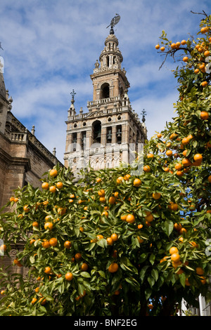 Giralda (ehemalige Moschee Minarett Kathedrale Glockenturm umgebaut) hinter fruchttragenden orange Fruchtbaum. Sevilla / Sevilla. Spanien. Stockfoto