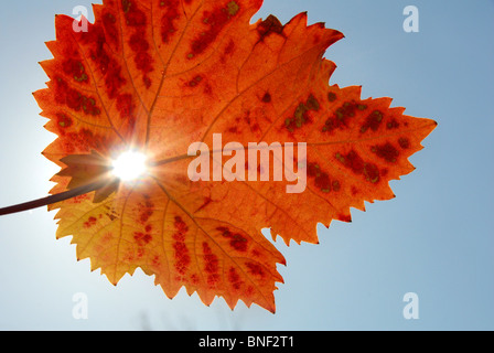Trauben (Vitis spec.), scheint die Sonne durch ein rotes Blatt im Herbst Stockfoto