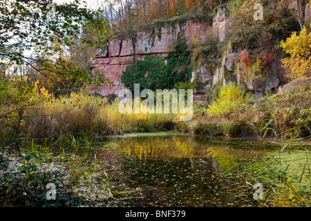 Feuchtgebiete vor Buntsandstein Wand im Herbst, Eberbach, FND Felsennest, Baden-Württemberg, Deutschland Stockfoto