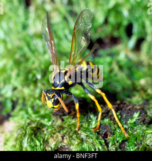 Papier-Wespe (Polistes Dominula, Polistes Gallica) auf Moos. Stockfoto