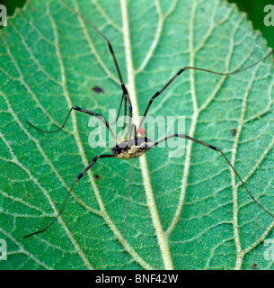 Harvestman, Daddy-Long-Legs (Leiobunum Rotundum) mit Milbe auf einem Blatt. Stockfoto