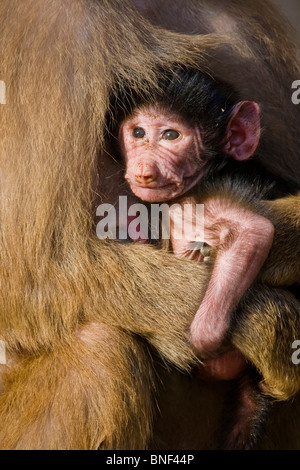 Hamadryas Pavian, Heiligen Pavian (Papio Hamadryas), Kleinkind im Arm seiner Mutter Stockfoto