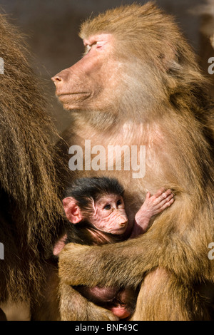 Hamadryas Pavian, Heiligen Pavian (Papio Hamadryas), Weiblich, die der Welpe in ihren Armen halten Stockfoto