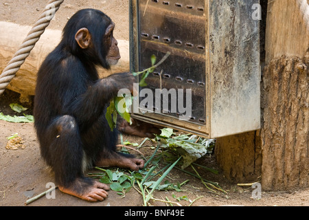 Westlichen gemeinsame Schimpanse (Pan Troglodytes Verus), infant stossen mit einer Niederlassung in einem Lebensmittel-Box, behavioral Enrichment, Beruf Stockfoto