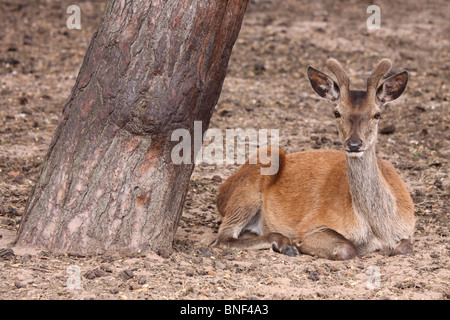 Junge rote Rotwild Hirsch Cervus Elaphus saß neben Baumstamm an Tatton Park, Cheshire, UK Stockfoto