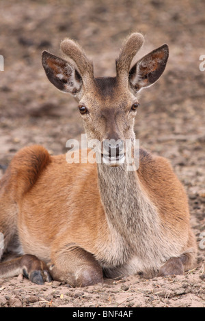 Junge rote Rotwild Hirsch Cervus Elaphus In Velvet an Tatton Park, Cheshire, UK Stockfoto