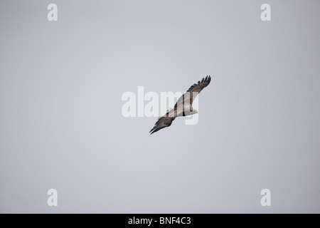 Ein Seeadler, Haliaeetus albicilla, der im Nebel über der Insel Runde an der Atlantikküste Norwegens schweben. Stockfoto
