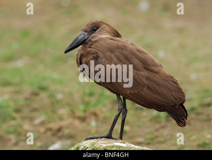 Hamerkop (Scopus Umbretta). Französisch: Ombrette Africaine Deutsch: Hammerkopf Spanisch: Avemartillo Stockfoto