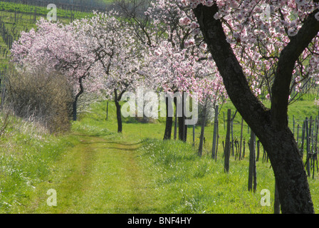Bittermandel (Prunus Amygdalus), blühende Mandelbäume auf einem Feldweg, Deutschland, Rheinland-Pfalz, Pfalz, Deutsche Weinstr Stockfoto