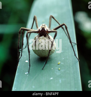 Baumschule Web Spider (Pisaura Mirabilis). Weibchen mit Ei Sac. Stockfoto