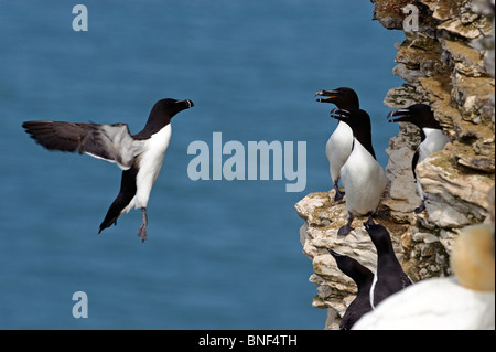 Tordalk, Alca Torda, ein coming in, unter anderen Tordalken auf der Klippe simsen zu landen. blaues Meer Hintergrund. Stockfoto