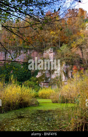 Feuchtgebiete vor Buntsandstein Wand im Herbst, Eberbach, FND Felsennest, Baden-Württemberg, Deutschland Stockfoto