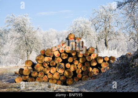 Haufen von nummerierten Protokolle in eine Winterlandschaft, Deutschland, Baden-Württemberg, Odenwald Stockfoto