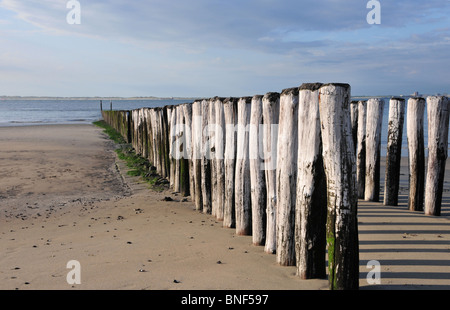 Holzpfosten beschäftigt als Verteidigung Meer, den Strand von Breskens, Zeeland, Holland zu schützen Stockfoto