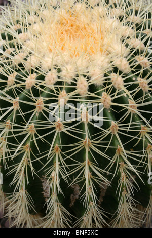 Nahaufnahme von einem Barrel Cactus Dornen am Ness Botanical Gardens, Wirral, UK Stockfoto