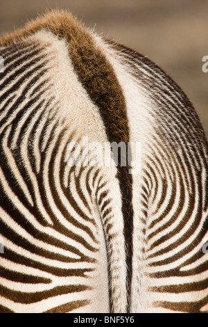 GREVY Zebra (Equus Grevyi), Fell-Markierungen mit Aal zurück Stockfoto