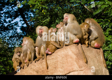 Hamadryas Pavian, Heiligen Pavian (Papio Hamadryas), Gruppe sitzt auf einem Felsen in einem zoo Stockfoto