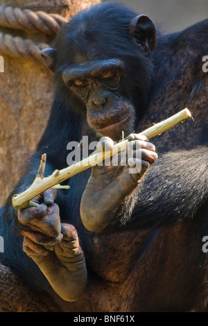 Westlichen gemeinsame Schimpanse (Pan Troglodytes Verus), geschälte Branche in seinen Füßen hält Stockfoto