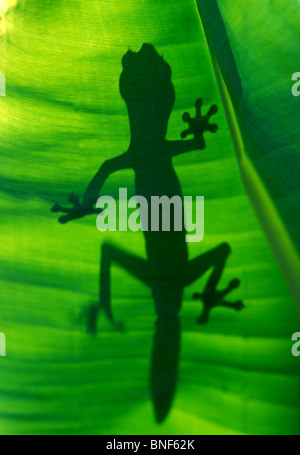 Silhouette eines satanischen Blattes Tailed Gecko (Uroplatus Phantasticus) Madagaskar, Afrika Stockfoto