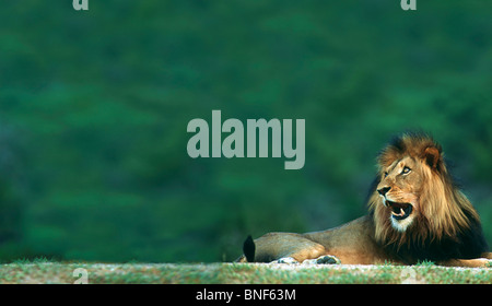 Blick auf ein Löwe (Panthera Leo) Verlegung auf Boden, Kruger National Park, Provinz Mpumalanga, Südafrika Stockfoto