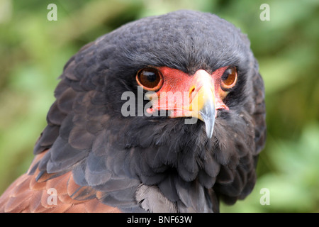 Kopf von A Bateleur Terathopius ecaudatus Stockfoto