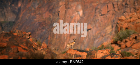 Fernblick über Klipspringer (Oreotragus Oreotragus) auf Felsen, Karoo Nationalpark, Provinz Westkap, Südafrika Stockfoto