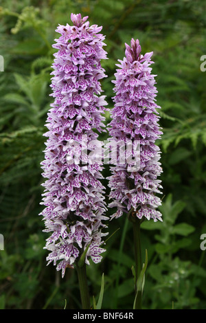 Zwei große Blume Spikes von gemeinsamen Spotted-Orchidee Dactylorhiza Fuchsii Taken an Penmon Punkt, Anglesey, Wales, UK Stockfoto
