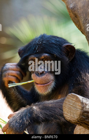 Westlichen gemeinsame Schimpanse (Pan Troglodytes Verus), Kind mit einem Zweig im Schnabel Stockfoto