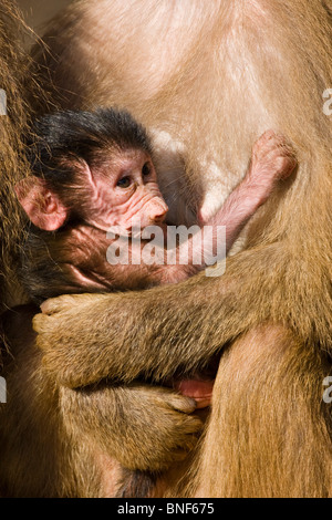 Hamadryas Pavian, Heiligen Pavian (Papio Hamadryas), Kleinkind im Arm seiner Mutter Stockfoto