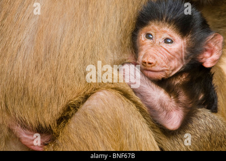 Hamadryas Pavian, Heiligen Pavian (Papio Hamadryas), Kind sitzt auf dem Bauch seiner Mutter Stockfoto