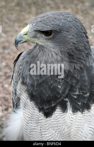 Enge, der der Kopf von A schwarz-chested Bussard-Adler Geranoaetus melanoleucus Stockfoto
