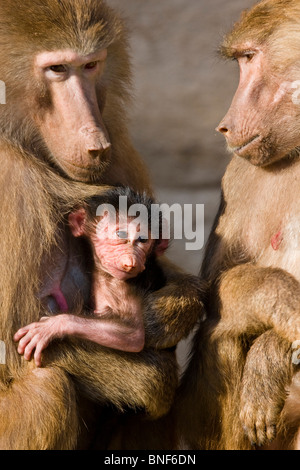 Hamadryas Pavian, Heiligen Pavian (Papio Hamadryas), zwei Frauen mit einem Kleinkind Stockfoto