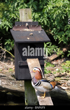 Nisten Mandarinenten Aix Galericulata bei Martin bloße WWT, Lancashire UK Stockfoto