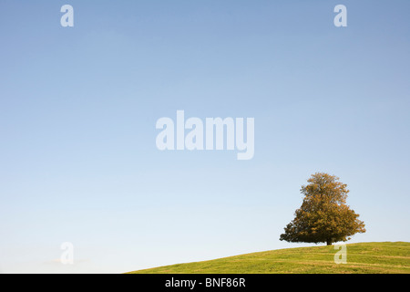 Baum im Herbst Stockfoto