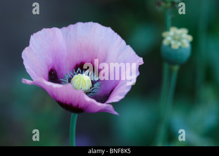 Schöne violette Mohnblumen auf einem ländlichen Gemüsegarten. Papaver Somniferum, Schlafmohn. Stockfoto