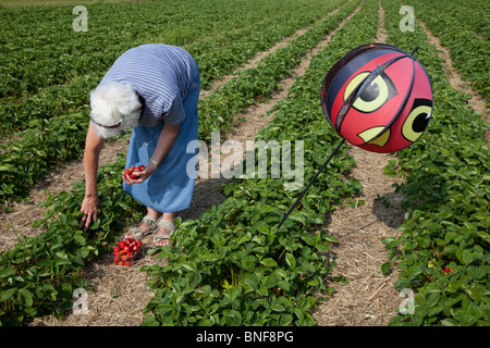 Ältere Frau pflückt Erdbeeren in der Nähe von Bridlington East Riding Yorkshire UK Stockfoto