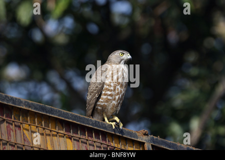 Shikra oder kleine gebändert Habicht (Accipiter Badius) kleine Greifvogel. Die Erwachsenen, die shikra hat blasse graue Oberseite und ist weiß, Stockfoto