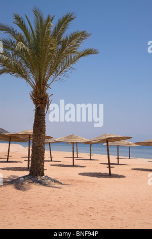 Sonnenblenden und Palme auf einer ägyptischen Strand Stockfoto