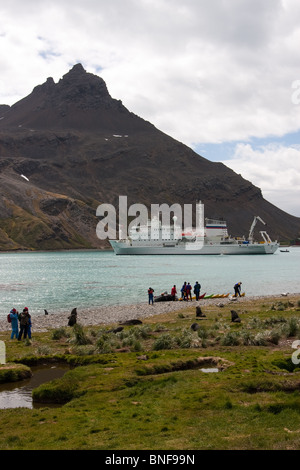 Touristen am Strand von Grytviken, South Georgia Island unter die Seebären (Arctocephalus Gazella). Stockfoto