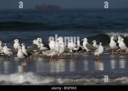 Partei der Möwen. Sie sind in der Regel grau oder weiß, häufig mit schwarzen Markierungen auf dem Kopf oder Flügel. Gemeinsamen Möve, Larus canus Stockfoto