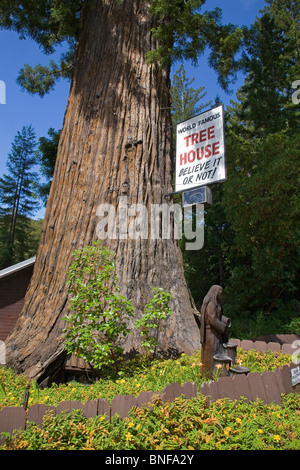 Das Baumhaus, ein Haus in einen riesigen Redwood-Baum im Norden